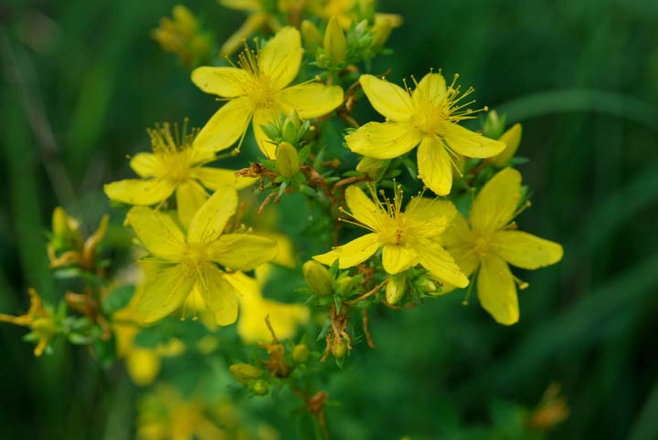 Common St. Johnswort