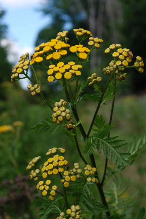 Common Tansy