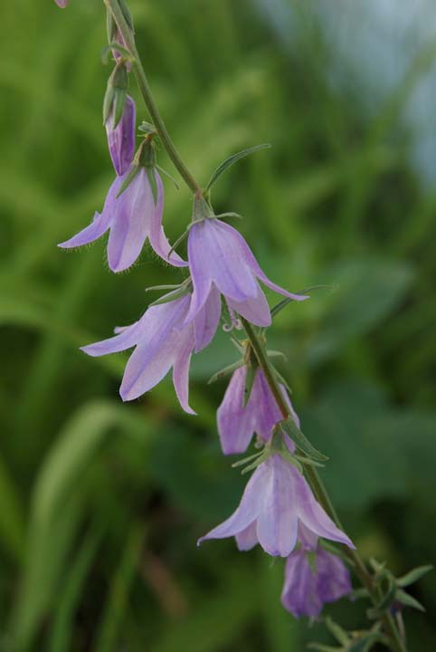 Creeping Bell Flower