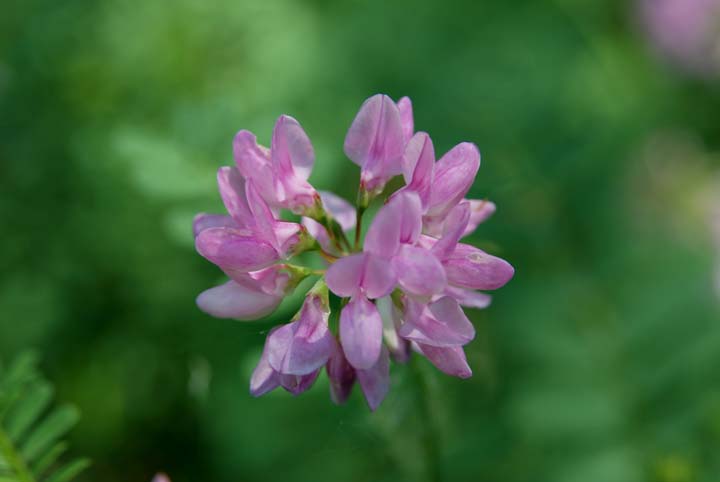 Crown Vetch