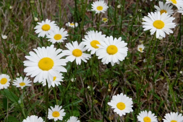 Ox-Eye Daisies