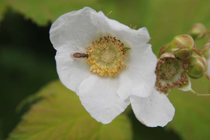Wood Anemone