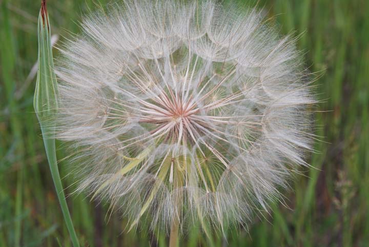 Goat's Beard