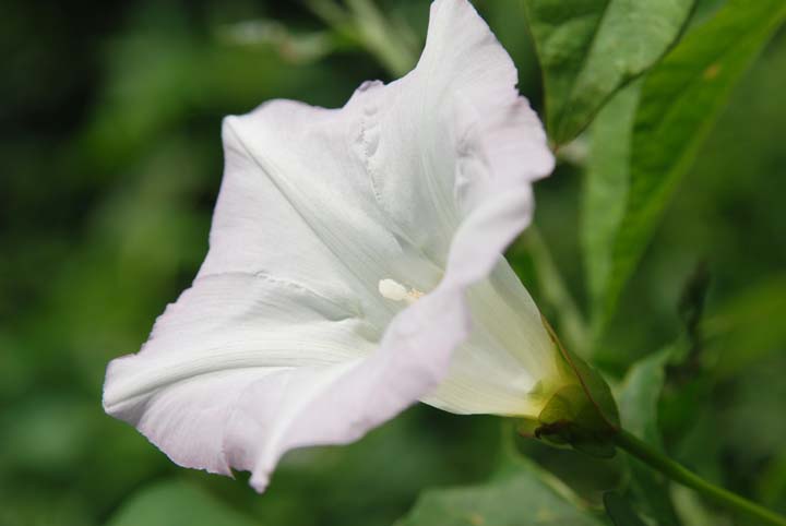 Hedged Bindweed