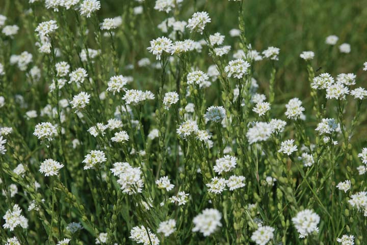 Hoary Alyssum