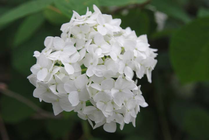Hydrangea