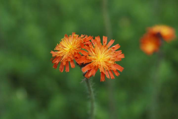 Indian Paint Brush