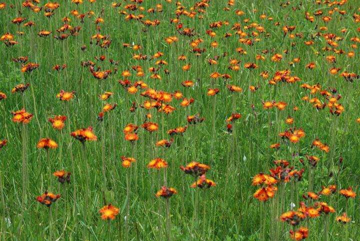 Indian Paint Brush