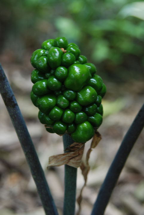 Jack-in-Pulpit