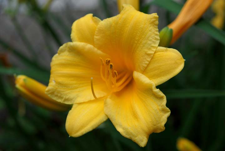Lily