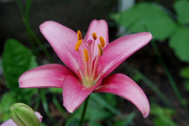Lily