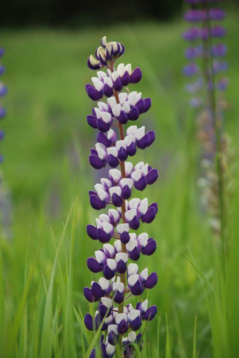 Wild Lupine
