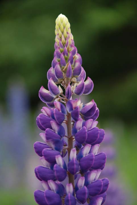 Wild Lupine