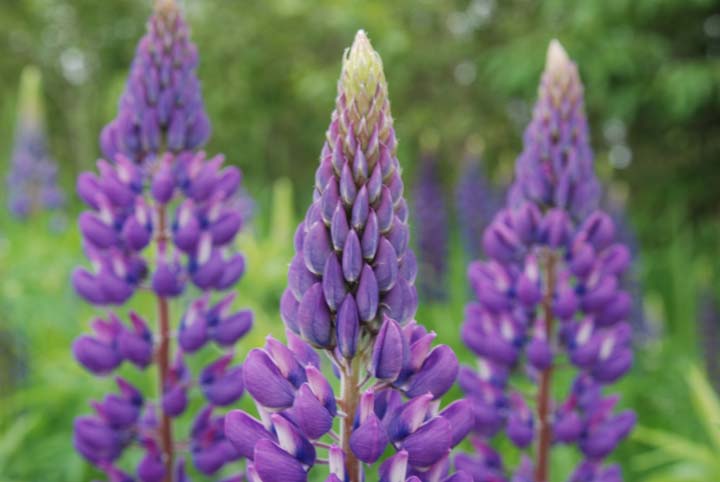 Wild Lupine