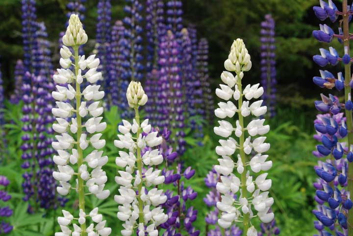 Wild Lupine