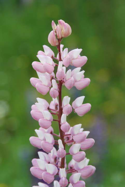 Wild Lupine