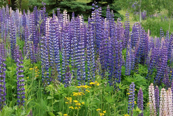 Wild Lupine field