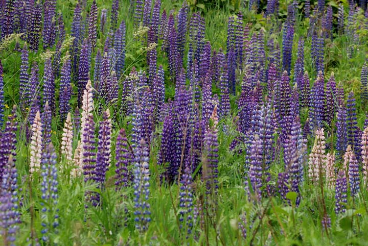 Wild Lupine