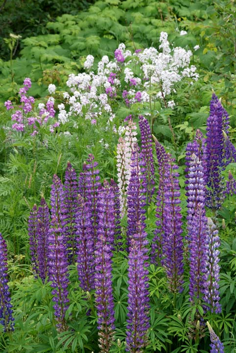 Wild Lupine