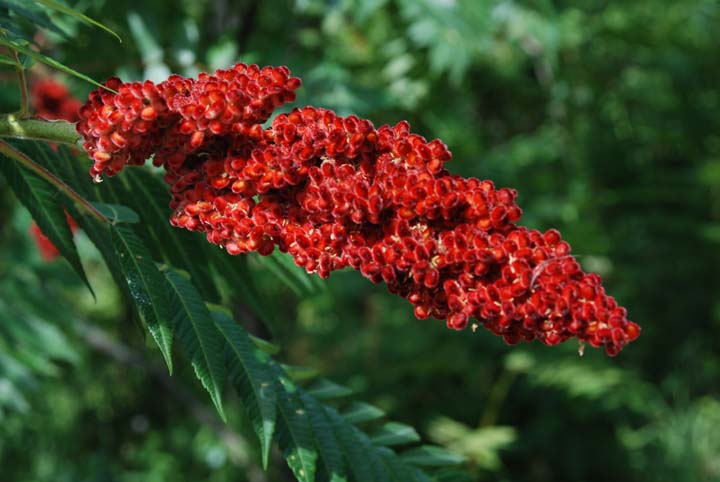 Staghorn Sumac