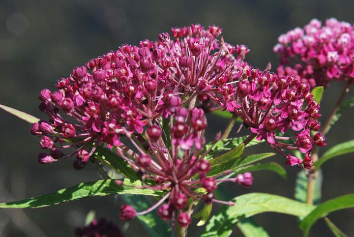 Swamp Milkweed
