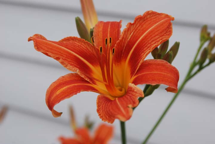 Day Lily