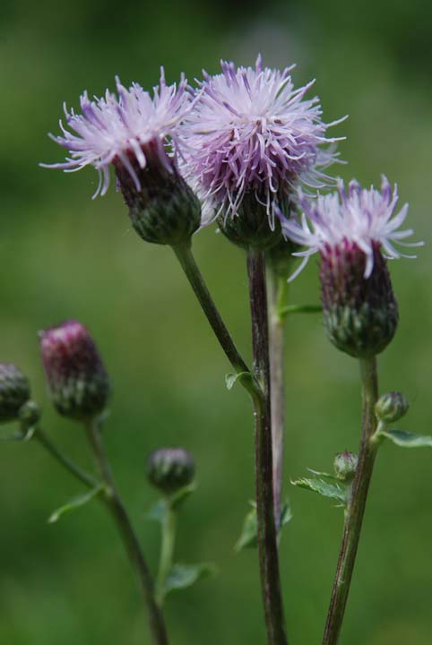 Thistle