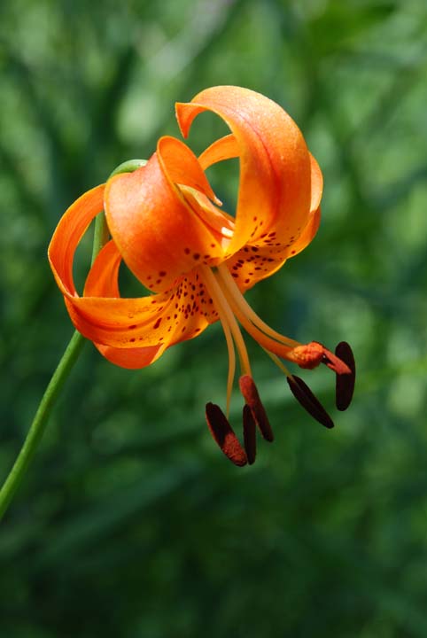 Turk's Cap Lily