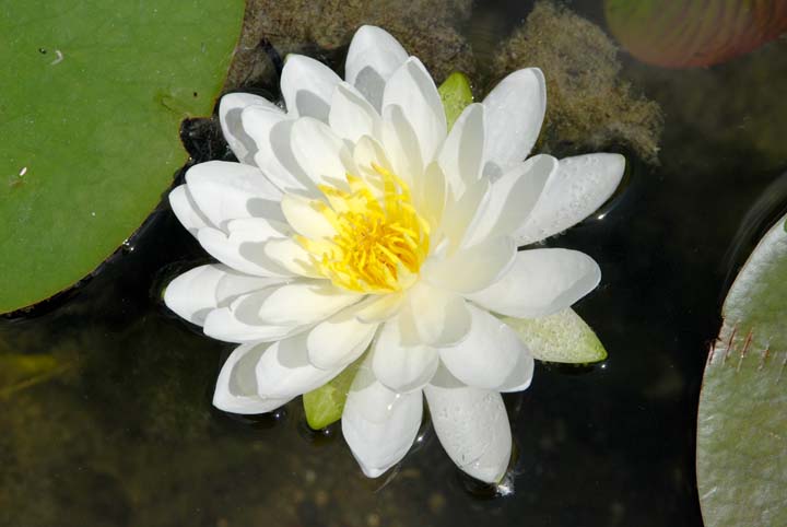 White Water Lily