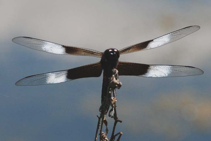 Widow Skimmer Dragonfly