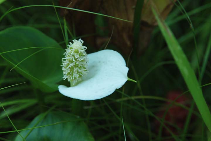 Wild Calla