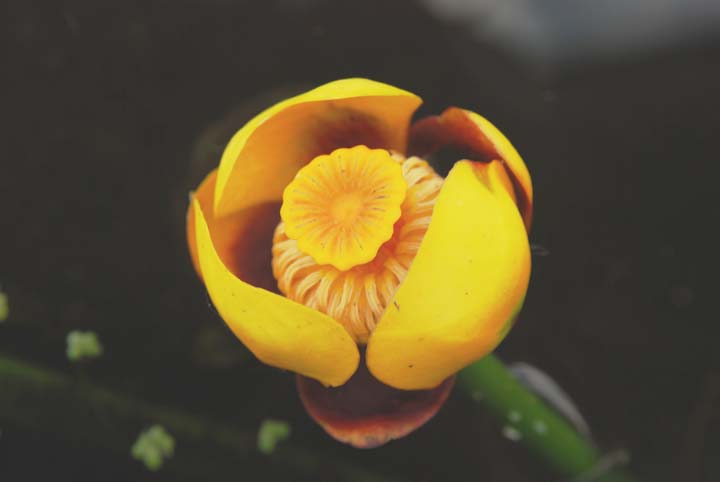 Yellow Lotus