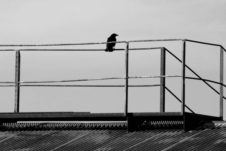 Crow
