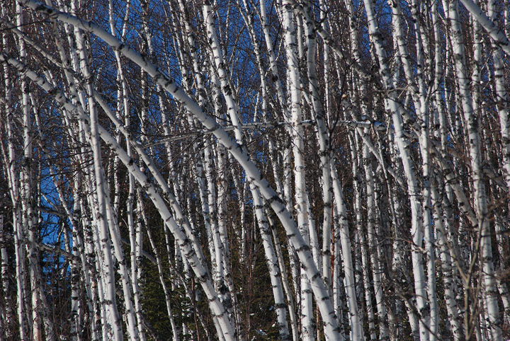White Birch