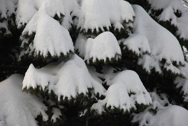Boughs