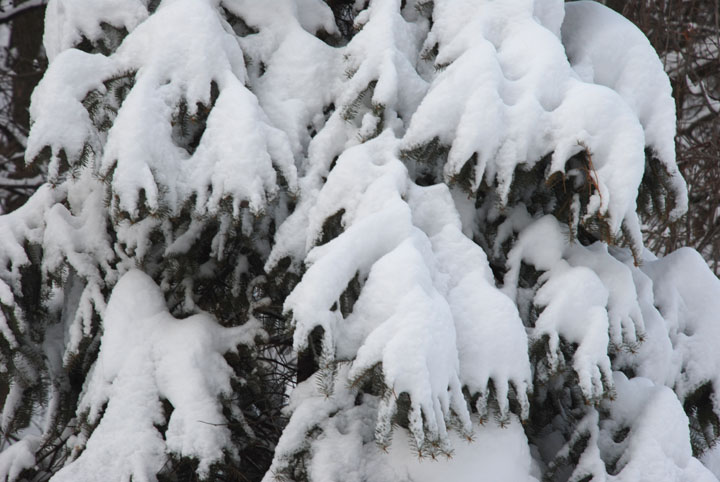 Evergreens