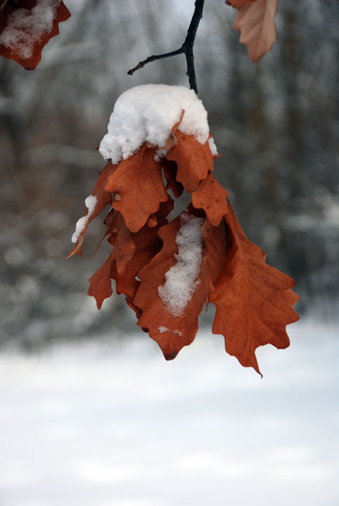 Oak leaves