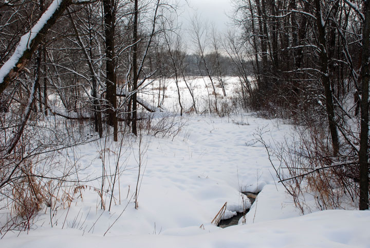 Winter marsh