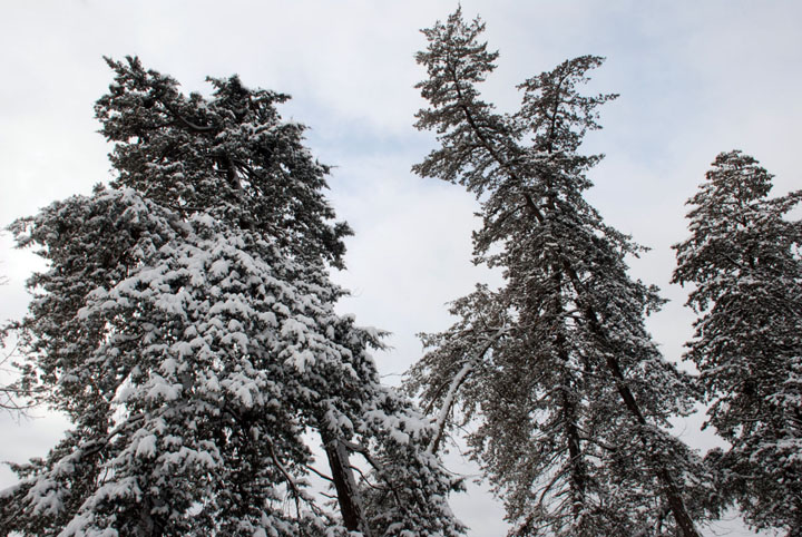 Evergreens
