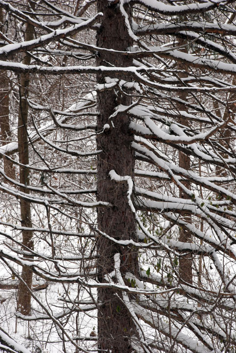 Tree branches
