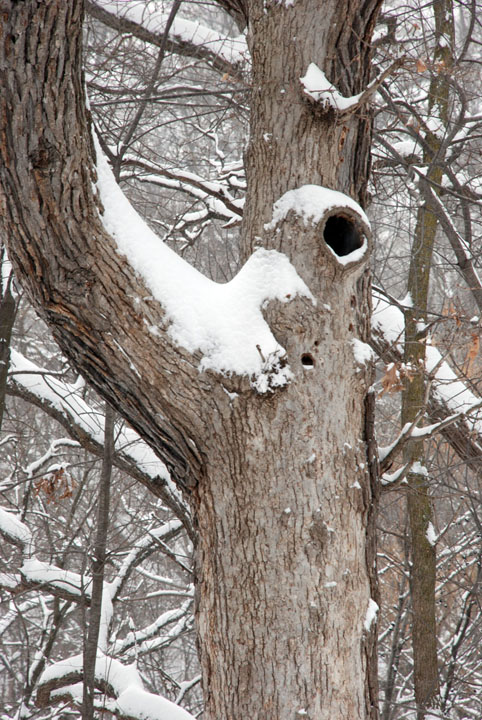 Oak tree