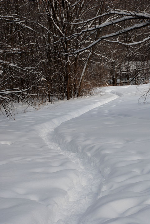 Trail