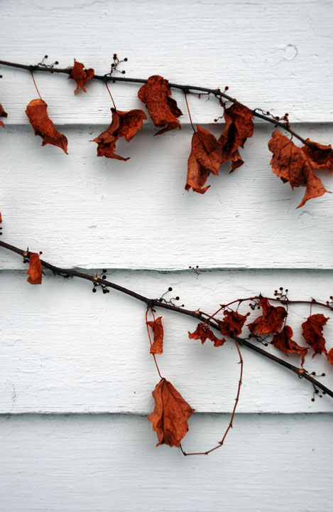 vines on shed