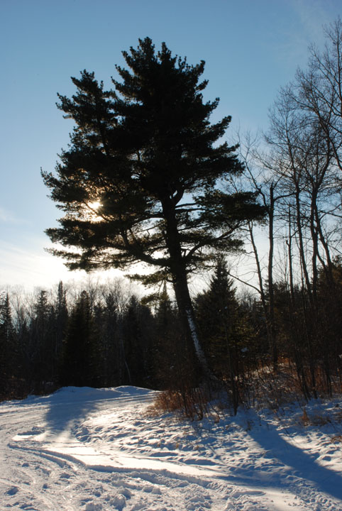 White Pine