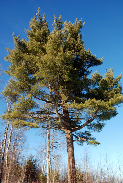 White Pine