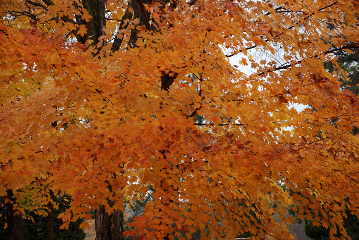 Maple Tree