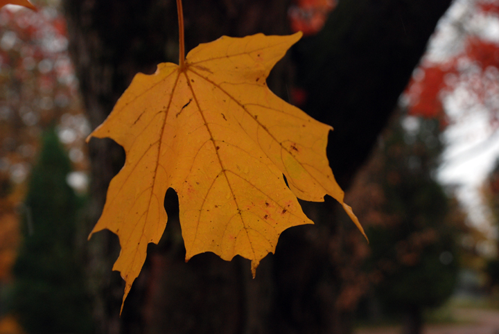 Maple Leaf