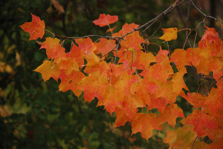 Maple