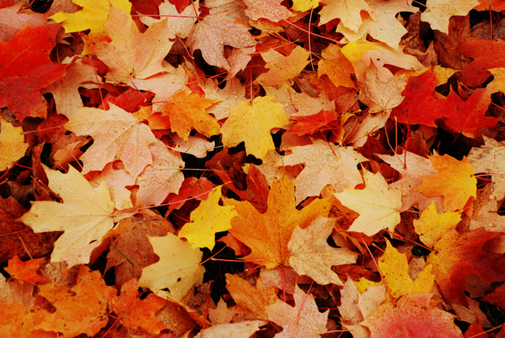 Fall colors