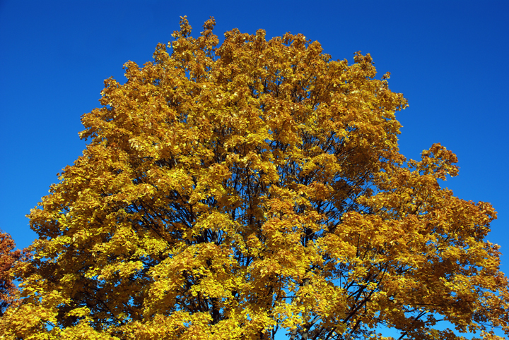 Golden tree